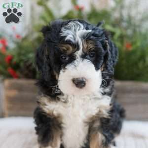 Duncan, Mini Bernedoodle Puppy
